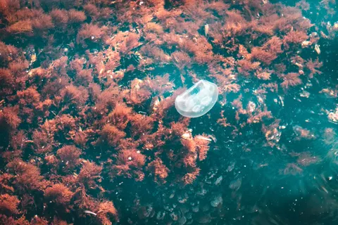 Wallpaper Terumbu Karang 4K · ocean · 3840×2560