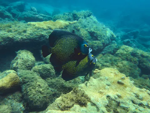 خلفية الشعاب المرجانية بدقة 4K · ocean · 3840×2880
