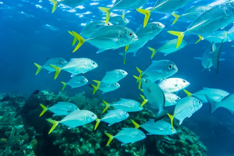 خلفية الشعاب المرجانية بدقة 4K · ocean · 3840×2560
