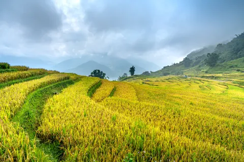 Rice Terraces 4K Wallpaper · nature · 3840×2561