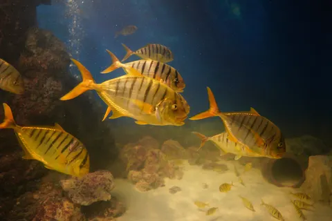 خلفية الشعاب المرجانية بدقة 4K · ocean · 3840×2560
