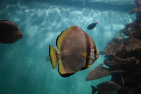 خلفية الشعاب المرجانية بدقة 4K · ocean · 3840×2560
