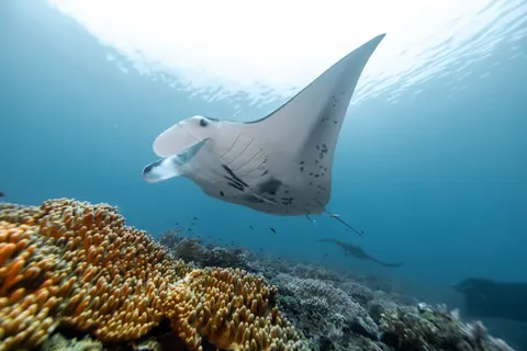 मूंगा चट्टान 4K वॉलपेपर · ocean · 3840×2561