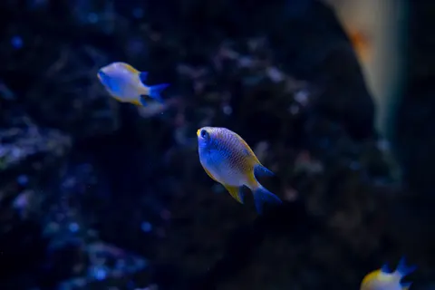 珊瑚礁 4K桌布 · ocean · 3840×2560
