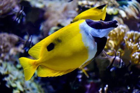 Обои Коралловый риф 4K · ocean · 3840×2560