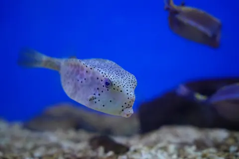 خلفية الشعاب المرجانية بدقة 4K · ocean · 3840×2560