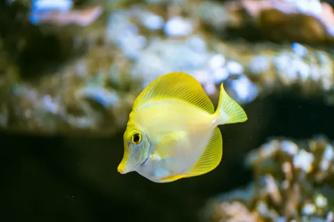 Обои Коралловый риф 4K · ocean · 3840×2560