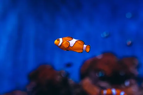 Обои Коралловый риф 4K · ocean · 3840×2561