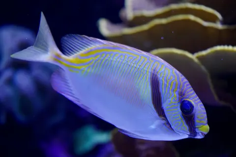 मूंगा चट्टान 4K वॉलपेपर · ocean · 3840×2560