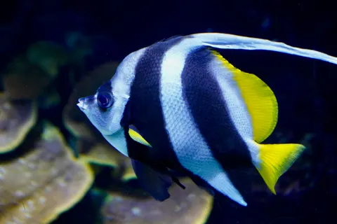 خلفية الشعاب المرجانية بدقة 4K · ocean · 3840×2560