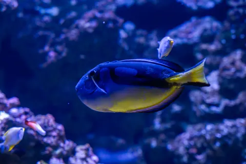 خلفية الشعاب المرجانية بدقة 4K · ocean · 3840×2560