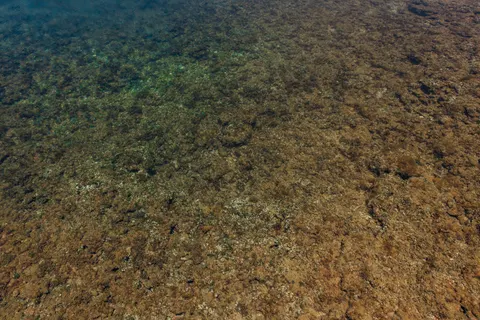 산호초 4K 배경화면 · ocean · 3840×2561