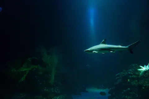 خلفية الشعاب المرجانية بدقة 4K · ocean · 3840×2560