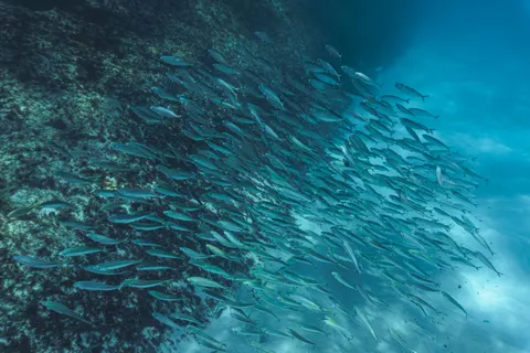 Tapeta Rafa Koralowa 4K · ocean · 3840×2560