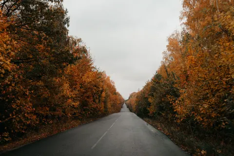 Autumn Forest 4K Wallpaper · nature · 3840×2560