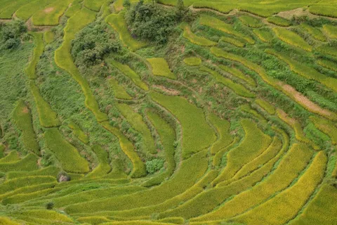 Rice Terraces 4K Wallpaper · nature · 3840×2560