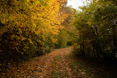 Sfondo Foresta Autunnale 4K · nature · 3840×2560