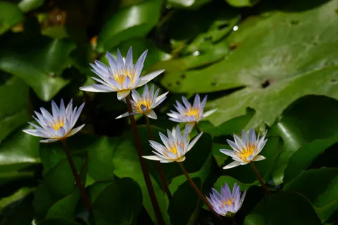 睡蓮池 4K桌布 · flowers · 3840×2560