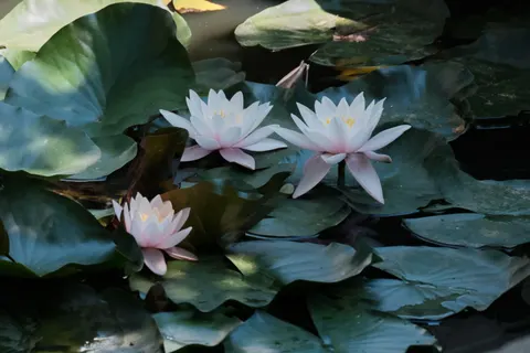 Vijver met Waterlelies 4K-achtergrond · flowers · 3840×2560