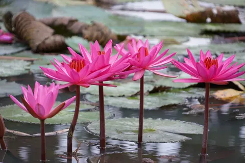 Water Lily Pond 4K Wallpaper · flowers · 3840×2560