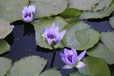 Tapeta Staw z Liliami Wodnymi 4K · flowers · 3840×2560