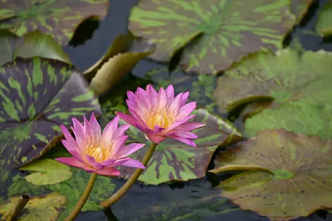 Обои Пруд с кувшинками 4K · flowers · 3840×2563