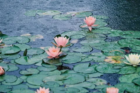 Обои Пруд с кувшинками 4K · flowers · 3840×2560