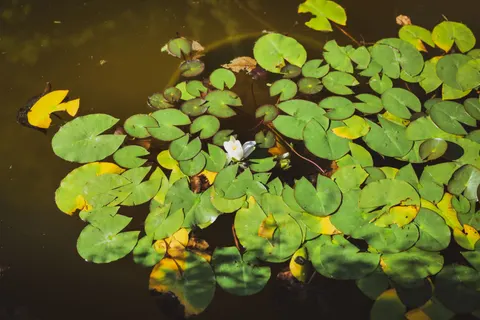 Fond d'écran Bassin de nénuphars 4K · flowers · 3840×2563