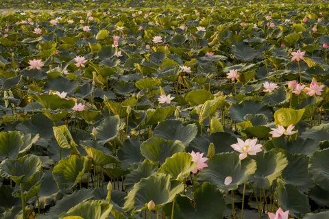 Обои Пруд с лотосами 4K · flowers · 3840×2560