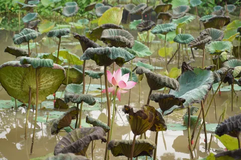 Lotus Pond 4K Wallpaper · flowers · 3840×2560