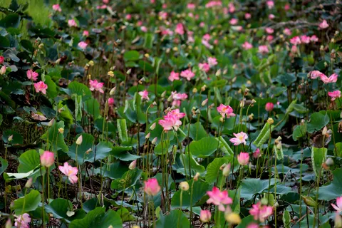 Lotusvijver 4K-achtergrond · flowers · 3840×2560