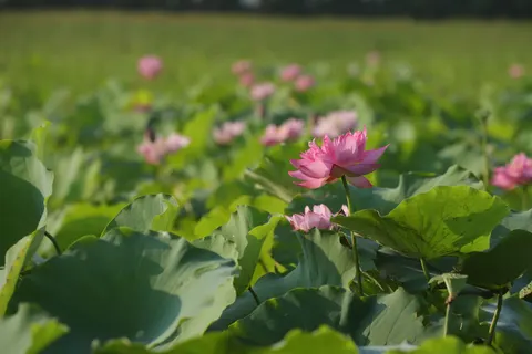 Обои Пруд с лотосами 4K · flowers · 3840×2560