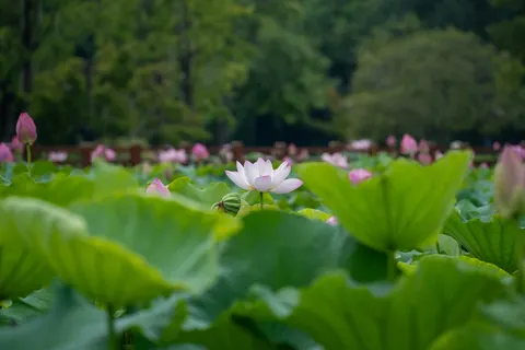 Lotusvijver 4K-achtergrond · flowers · 3840×2560
