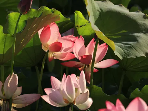 Fond d'écran Bassin de lotus 4K · flowers · 3840×2892