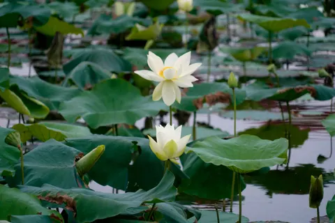 Hình nền Đầm Sen 4K · flowers · 3840×2560