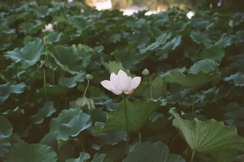 Обои Пруд с лотосами 4K · flowers · 3840×2546