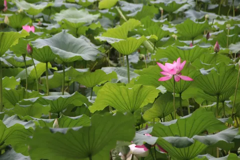 Lotusvijver 4K-achtergrond · flowers · 3840×2560