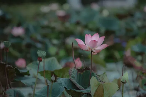 Обои Пруд с лотосами 4K · flowers · 3840×2561