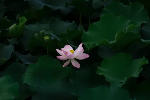 Lotusvijver 4K-achtergrond · flowers · 3840×2560