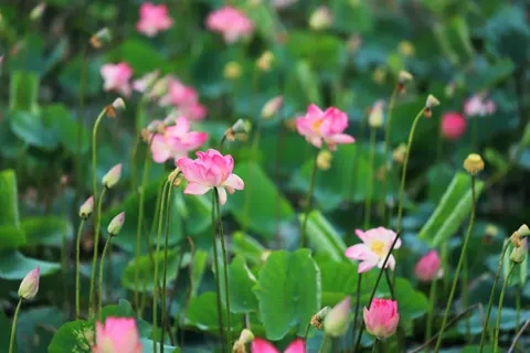 Lotus Pond 4K Wallpaper · flowers · 3840×2560