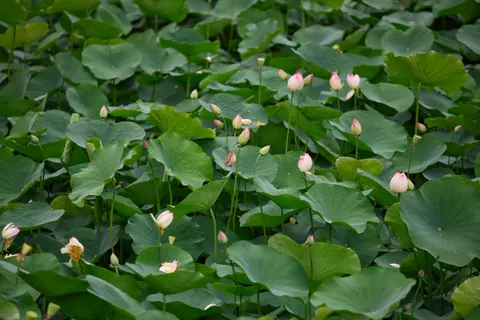Lotus Pond 4K Wallpaper · flowers · 3840×2560