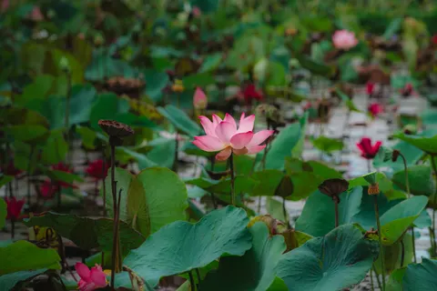 Обои Пруд с лотосами 4K · flowers · 3840×2561