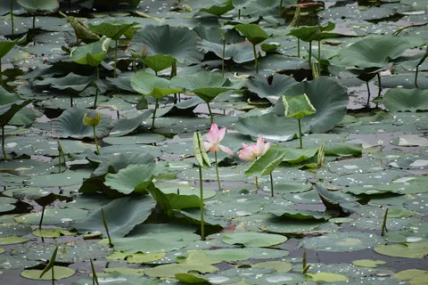 Hình nền Đầm Sen 4K · flowers · 3840×2560