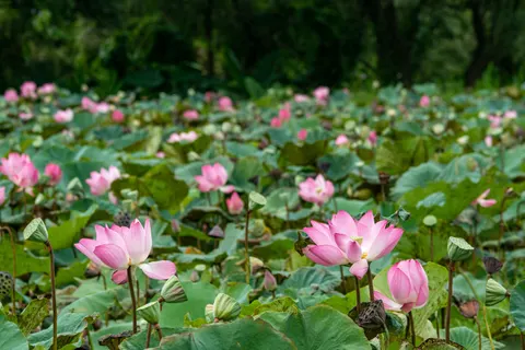 Lotus Pond 4K Wallpaper · flowers · 3840×2560