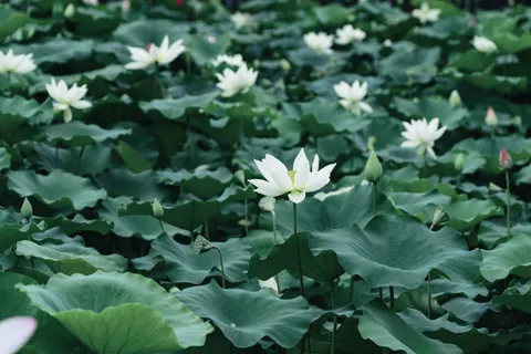 Hình nền Đầm Sen 4K · flowers · 3840×2561