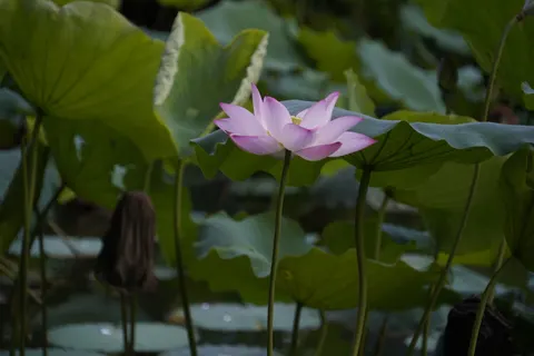 Lotus Pond 4K Wallpaper · flowers · 3840×2560
