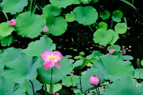 Lotusvijver 4K-achtergrond · flowers · 3840×2560