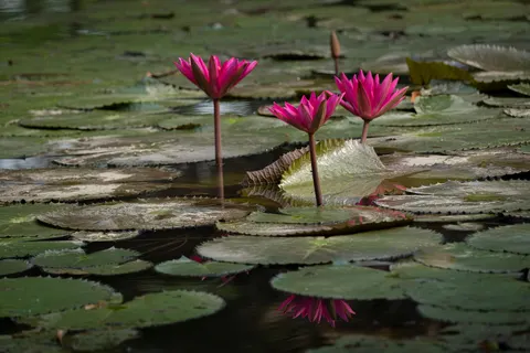 والپیپر برکه نیلوفر آبی با کیفیت 4K · flowers · 3840×2560