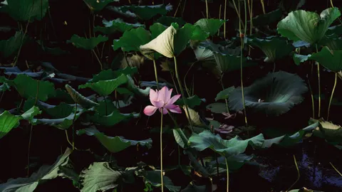 Fond d'écran Bassin de lotus 4K · flowers · 3840×2160