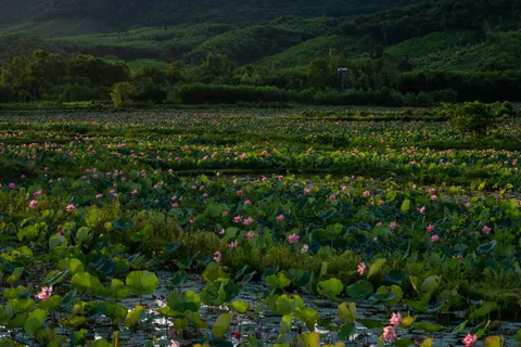 Lotus Pond 4K Wallpaper · flowers · 3840×2563